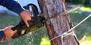 How Our Tree Care Process Works  in  Silverton, OH